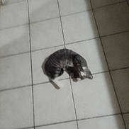 Bootsie joined the competition — help win amazing prizes! cat, animal, pet, floor, tile_floor, indoor, shadow, sleeping, curled_up, striped_cat, blur, quiet, resting, square_tiles, shadow_pattern, feline, home, relax, cozy, quiet_moment