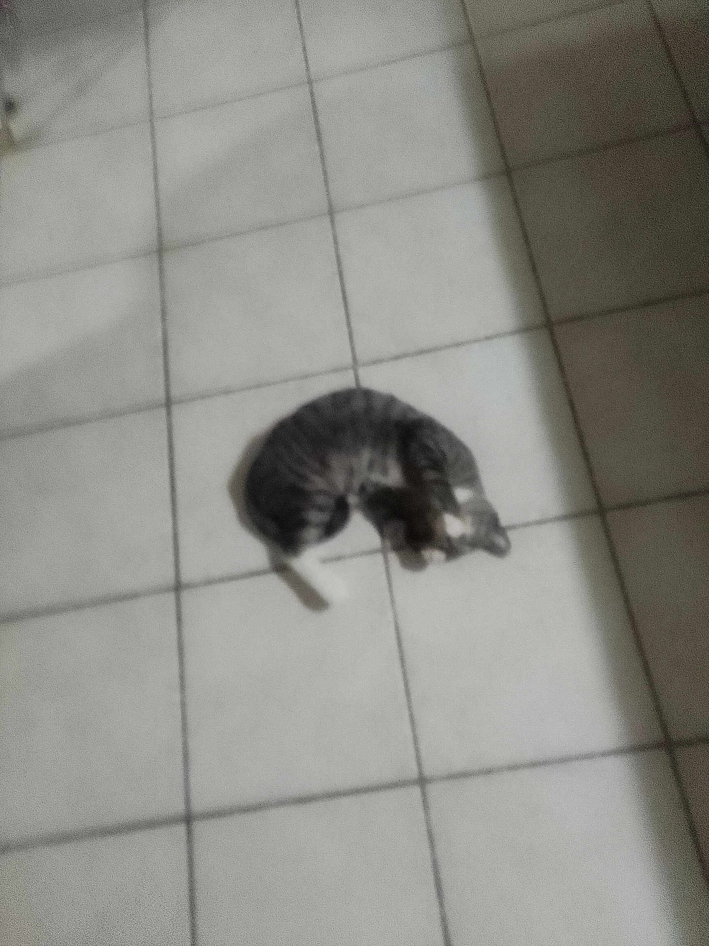 Bootsie