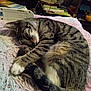 cat, tabby_cat, sleeping, curled_up, blanket, knitted_blanket, indoor, household, books, clutter, furniture, cozy, pet, fur, whiskers, tail, resting, cute, domestic_animal, relaxation