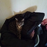 Patricia Edwards is registered to the contest to win money with this photo: cat, tabby, laundry_basket, clothes, indoor, shadow, wall, floor, pet, cozy, resting, striped, feline, household, domestic, quiet, relaxed, dark_colors, soft_texture, corner