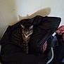 cat, tabby, laundry_basket, clothes, indoor, shadow, wall, floor, pet, cozy, resting, striped, feline, household, domestic, quiet, relaxed, dark_colors, soft_texture, corner