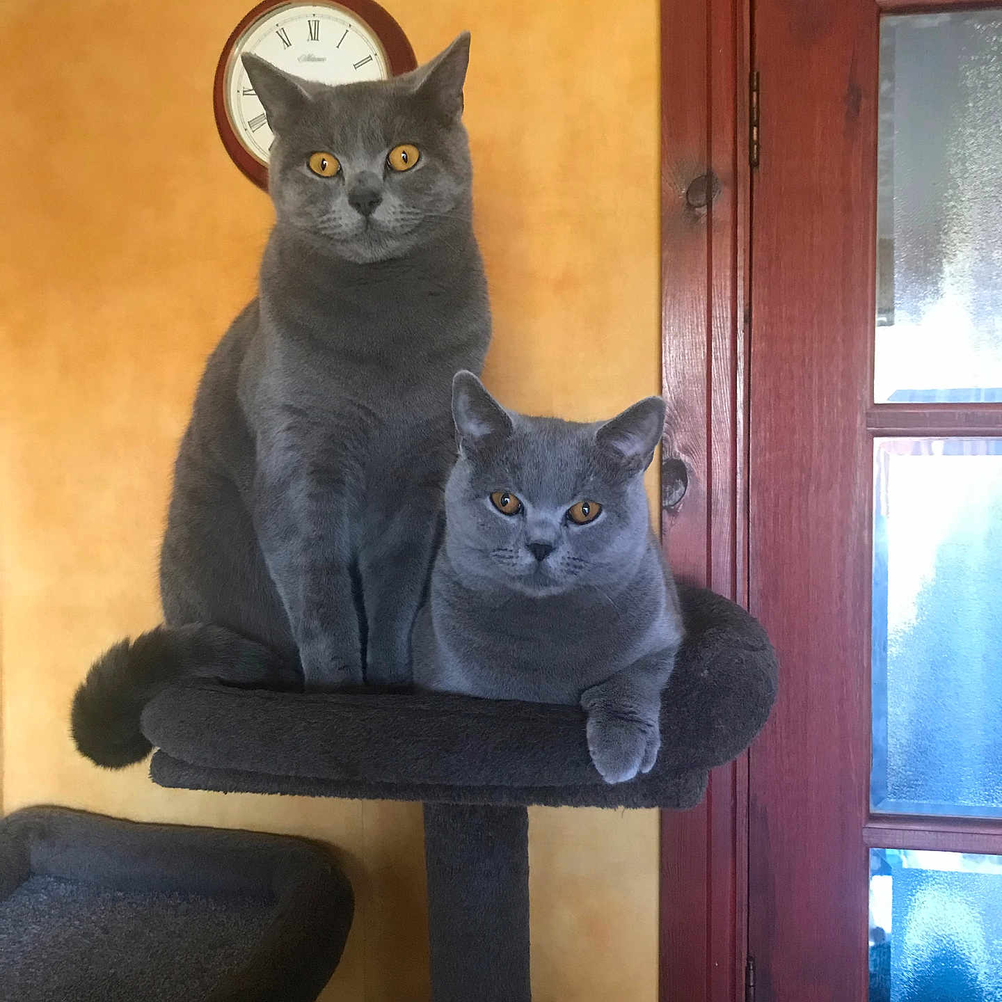 Rosie And Jim is registered to the contest to win money with this photo: abyssinian, analogclock, animal, architecture, blackcat, building, cat, clock, clocktower, door, furniture, hardwood, indoors, kitten, manx, pet, plywood, shelf, wallclock, wood