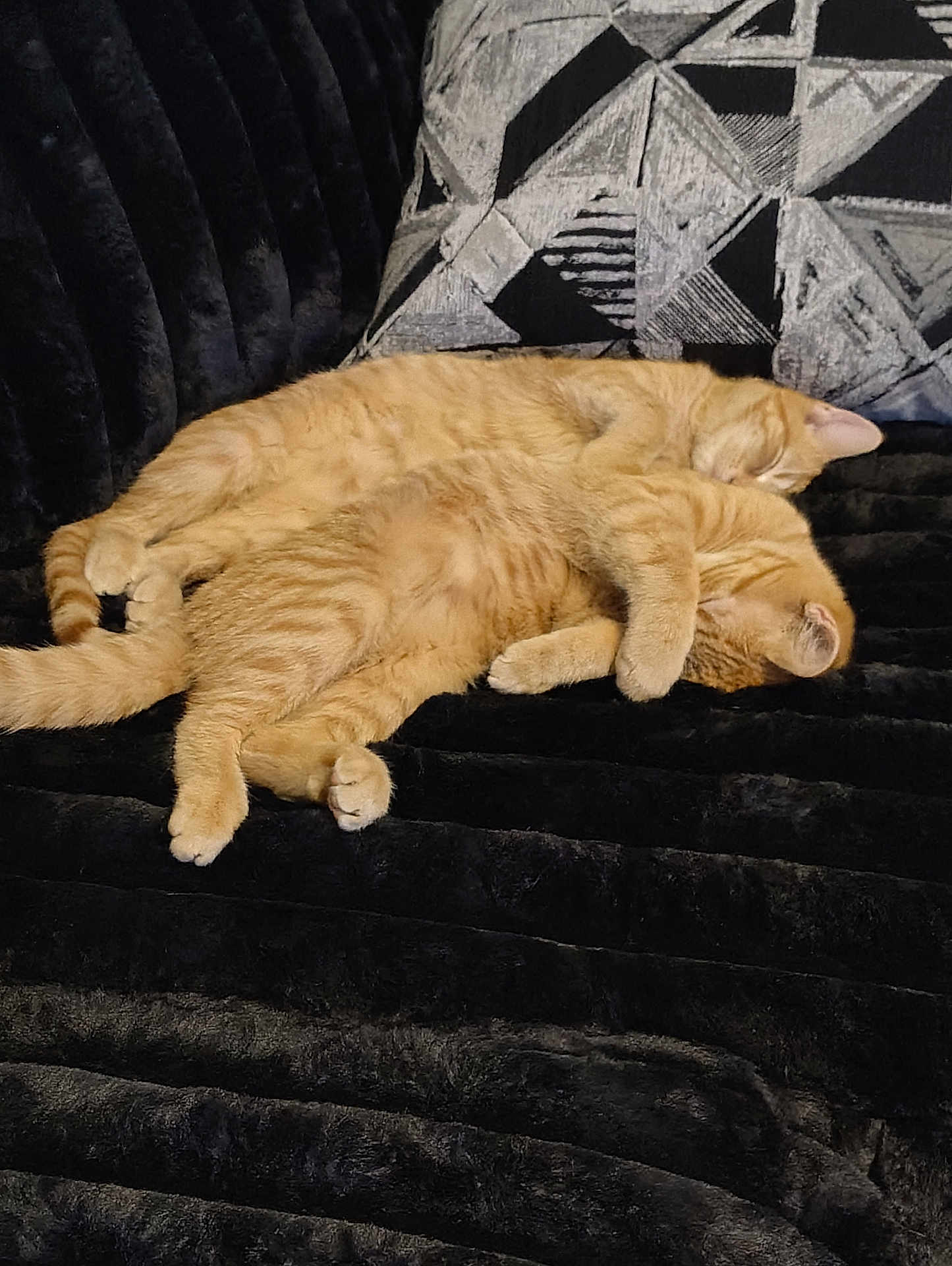 Bonnie And Clyde is registered to the contest to win money with this photo: cat, cats, ginger_cat, sleeping, nap, couch, pillow, cushion, black_blanket, fur, pet, domestic_animal, spooning, cozy, paws, tail, indoor, relaxation, close_up, adorable
