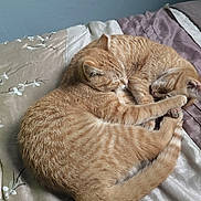 Bonnie And Clyde is registered to the contest to win money with this photo: cat, cats, tabby_cat, orange_cat, sleeping, curled_up, two_cats, bed, blanket, bedding, pillow, smartphone, phone_screen, indoor, domestic_cat, fur, tail, paws, cozy, resting