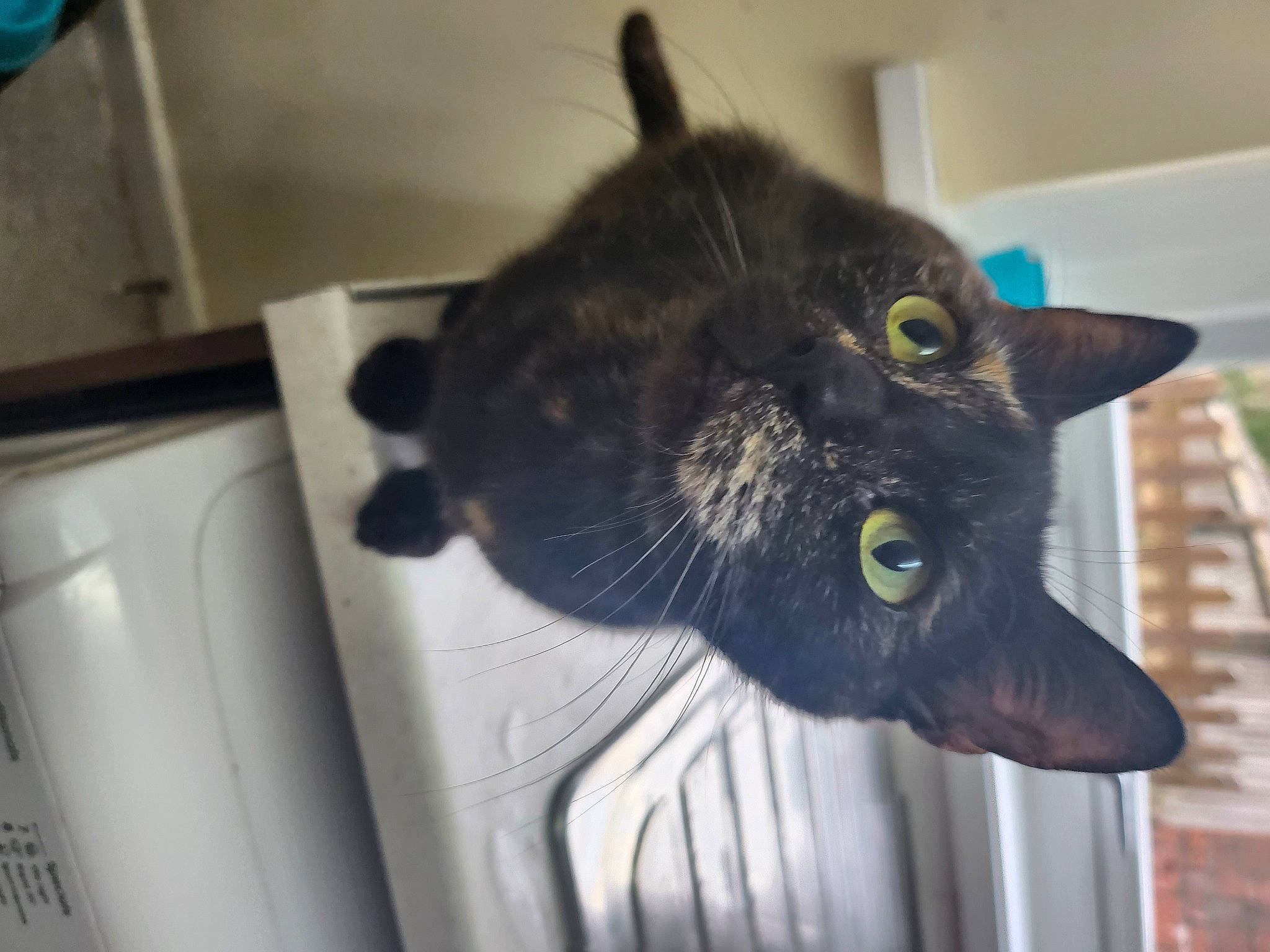 Monica Geller is registered to the contest to win money with this photo: black_cat, bombay, carnivore, cat, claw, domestic_short_haired_cat, ear, eye, felidae, flooring, fur, paw, small_to_medium_sized_cats, snout, tail, whiskers