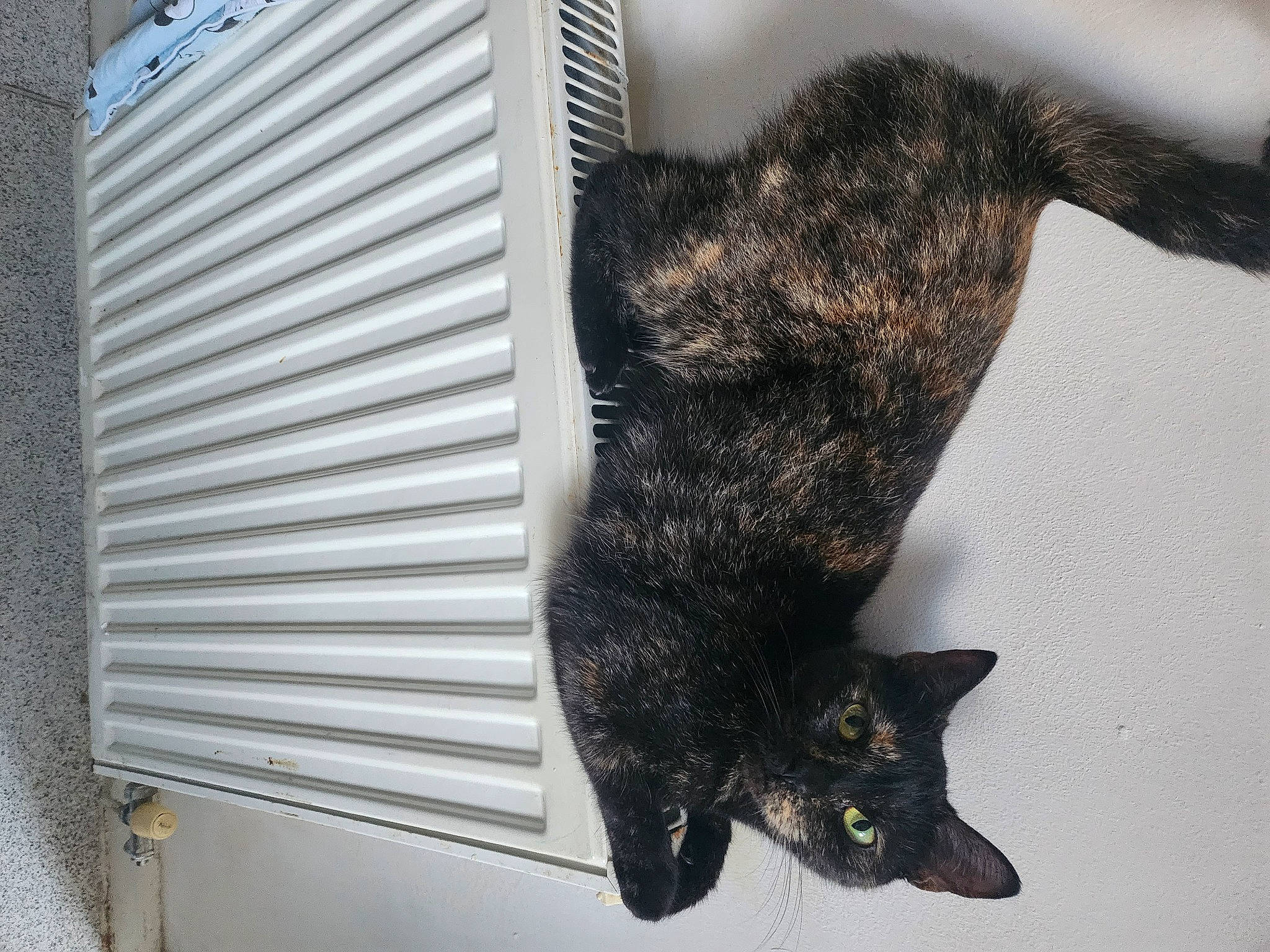 Monica Geller joined the competition — help win amazing prizes! black_cat, canidae, carnivore, cat, claw, dog_breed, domestic_short_haired_cat, felidae, fur, grey, human_leg, mammal, small_to_medium_sized_cats, snout, tail, tree, trunk, vertebrate, whiskers, window