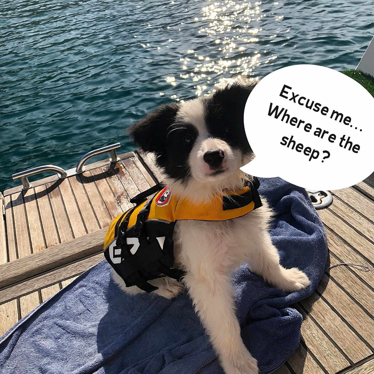 Tasha is registered to the contest to win money with this photo: border_collie, canidae, carnivore, companion_dog, dog, dog_breed, photo_caption, puppy, sporting_group