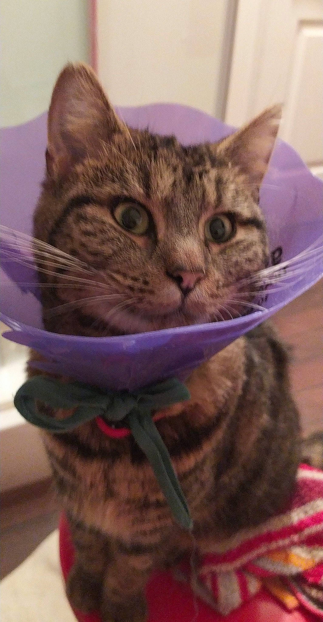 Fiby participe au concours pour gagner de l'argent avec cette photo : carnivore, cat, cat_supply, claw, collar, domestic_short_haired_cat, felidae, fur, paw, small_to_medium_sized_cats, snout, whiskers