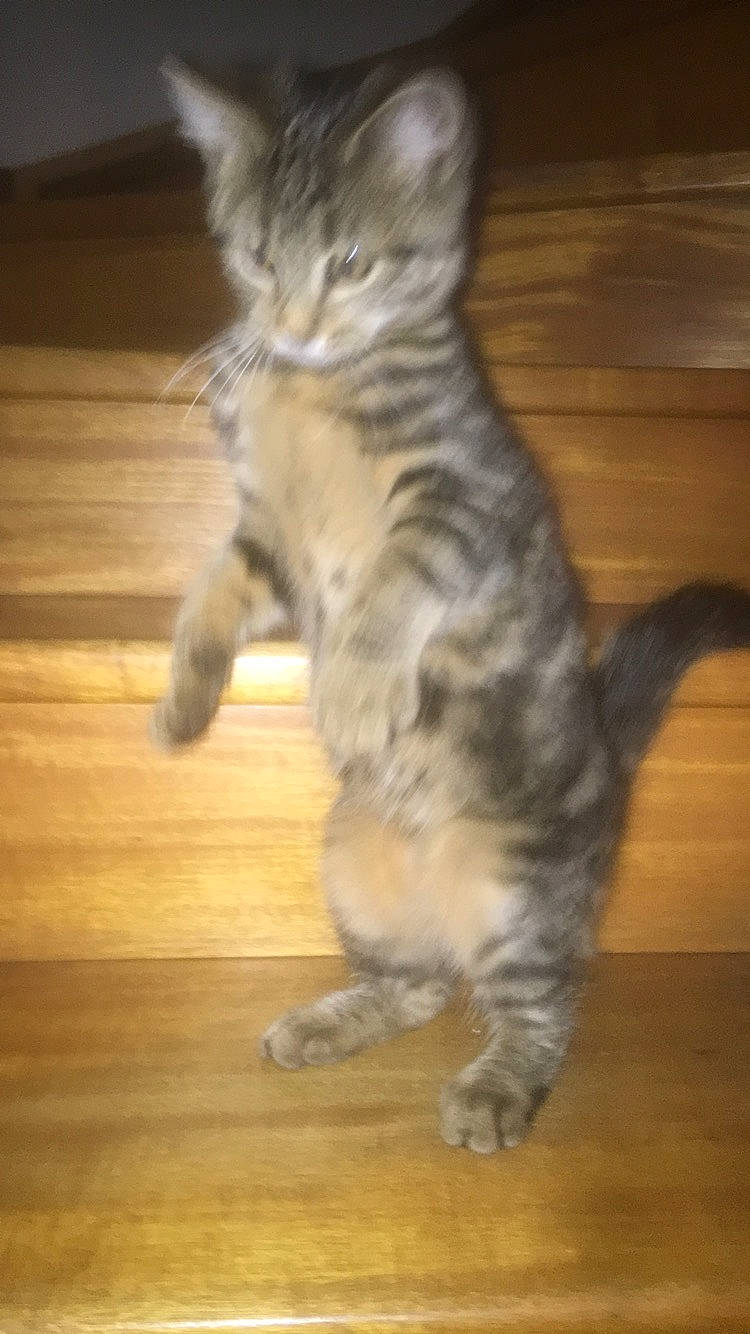 Fiby a rejoint le concours — aidez-le/la à gagner de superbes lots ! carnivore, cat, claw, domestic_short_haired_cat, felidae, flooring, fur, hardwood, laminate_flooring, paw, plank, small_to_medium_sized_cats, snout, tail, terrestrial_animal, varnish, whiskers, wood, wood_flooring, wood_stain