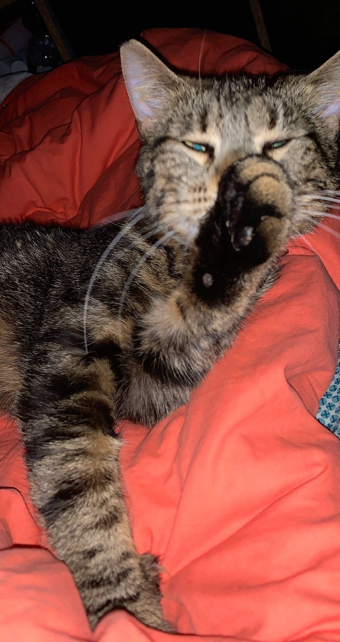 Fiby participe au concours pour gagner de l'argent avec cette photo : carnivore, cat, claw, comfort, domestic_short_haired_cat, felidae, fur, nap, paw, sleep, small_to_medium_sized_cats, snout, tail, terrestrial_animal, whiskers