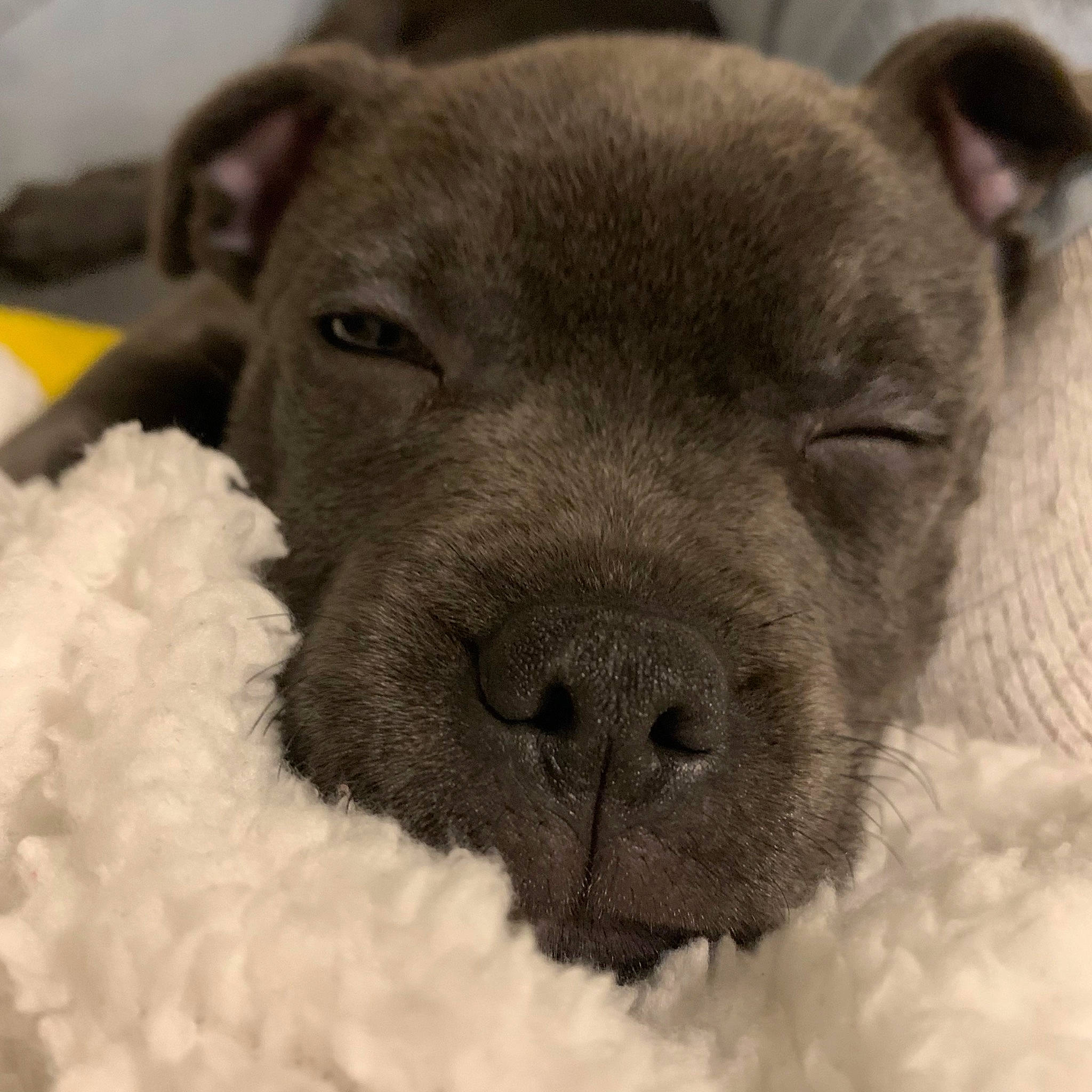 Ténor a rejoint le concours — aidez-le/la à gagner de superbes lots ! bored, carnivore, companion_dog, dog, dog_breed, ear, fawn, fur, liver, non_sporting_group, snout, sporting_group, terrestrial_animal, whiskers, working_animal, wrinkle