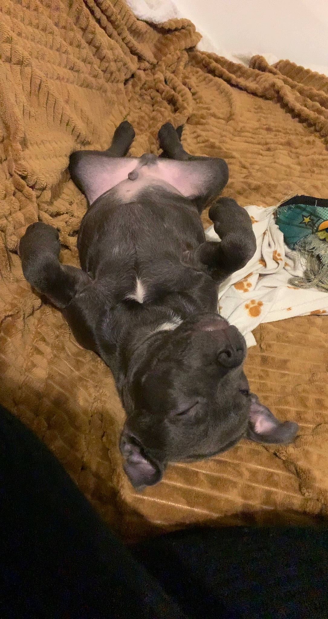 Ténor participe au concours pour gagner de l'argent avec cette photo : art, bull, canidae, comfort, dog_breed, domestic_pig, fawn, horn, human_leg, landscape, livestock, mammal, sand, snout, soil, sporting_group, suidae, terrestrial_animal, wood, working_animal