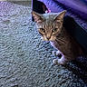 cat, kitten, gray_cat, animal, pet, feline, whiskers, ears, golden_eyes, sitting, indoors, living_room, rug, carpet, couch, purple_couch, home, portrait, closeup, alert