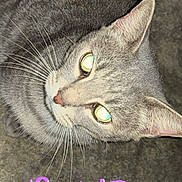 Sweetie is registered to the contest to win money with this photo: cat, gray_cat, feline, pet, animal, closeup, portrait, whiskers, green_eyes, pink_nose, fur, lying_down, indoor, floor, flash_photography, sideways, cute, sweetie, text_overlay, black_borders