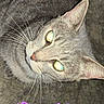 cat, gray_cat, feline, pet, animal, closeup, portrait, whiskers, green_eyes, pink_nose, fur, lying_down, indoor, floor, flash_photography, sideways, cute, sweetie, text_overlay, black_borders