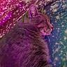 cat, feline, pet, animal, sleepy, relaxed, resting, closeup, portrait, whiskers, ears, fur, gray_fur, tabby, closed_eyes, bed, bedspread, floral_pattern, indoor, purple_lighting