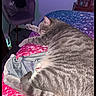Sweetie joined the competition — help win amazing prizes! cat, tabby, pet, animal, sleeping, lying_down, bed, blanket, bedroom, indoor, gray_fur, striped_fur, tail, paws, relaxed, cozy, chair, furniture, home, photography