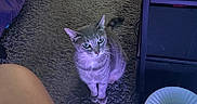Sweetie joined the competition — help win amazing prizes! cat, gray_cat, pet, animal, sitting, portrait, blue_eyes, whiskers, ears, tail, carpet, indoor, home, furniture, fan, purple_lighting, gray_fur, looking_at_camera, cozy, photography