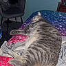 cat, tabby_cat, gray_fur, sleeping, lying_down, relaxed, bed, bedspread, blanket, bedroom, indoor, feline, whiskers, ears, tail, paws, striped_fur, furniture, chair, home