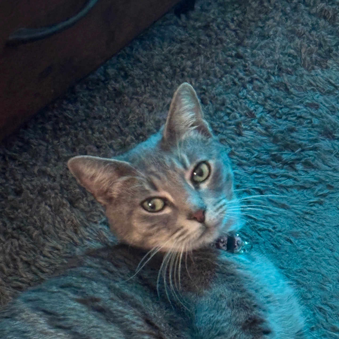 Sweetie is registered to the contest to win money with this photo: cat, gray_cat, feline, pet, animal, portrait, close_up, green_eyes, whiskers, ears, fur, lying_down, blanket, fuzzy_blanket, indoor, cozy, blue_lighting, curious, relaxed, photography