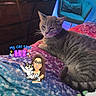 cat, tabby_cat, gray_cat, pet, animal, whiskers, ears, tail, lying_down, bed, blanket, bedroom, dresser, armchair, indoor, colorful, blue_lighting, orange_lighting, cartoon_sticker, text_overlay