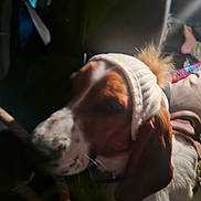 Banjo joined the competition — help win amazing prizes! accessory, animal, background_blur, brown_and_white_dog, casual, close_up, comfort, dog, ear, fabric, fur, hat, human_foot, indoors, knitted_hat, pet, pom_pom, resting, soft_lighting, warm