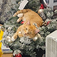 Banjo is registered to the contest to win money with this photo: cat, orange_tabby, christmas_wreath, ornaments, red_ornaments, gold_ornaments, pine_cones, holiday_decor, frosted_branches, indoor, pet, relaxed, feline, decorations, festive, cozy, animal, christmas, holiday, wreath
