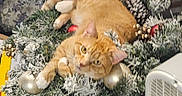 Banjo is registered to the contest to win money with this photo: animal, cat, christmas, christmas_wreath, cozy, decorations, feline, festive, frosted_branches, gold_ornaments, holiday, holiday_decor, indoor, orange_tabby, ornaments, pet, pine_cones, red_ornaments, relaxed, wreath