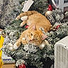 cat, orange_tabby, christmas_wreath, ornaments, red_ornaments, gold_ornaments, pine_cones, holiday_decor, frosted_branches, indoor, pet, relaxed, feline, decorations, festive, cozy, animal, christmas, holiday, wreath