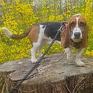 Banjo is registered to the contest to win money with this photo: dog, basset_hound, tree_stump, leash, yellow_flowers, outdoor, nature, trees, pet, animal, canine, spring, curious, ears, fur, standing, background, flora, wood, screenshot