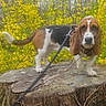dog, basset_hound, tree_stump, leash, yellow_flowers, outdoor, nature, trees, pet, animal, canine, spring, curious, ears, fur, standing, background, flora, wood, screenshot