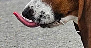 Banjo joined the competition — help win amazing prizes! dog, tongue, close_up, outdoor, road, brown, white, animal, pet, canine, profile, funny_expression, side_view, fur, ears, snout, muzzle, walking, daylight, nature