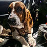 dog, basset_hound, car_interior, paw, long_ears, pet, animal, seat, center_console, keys, nail_polish, close_up, brown_and_white, relaxed, indoor, companion, cute, portrait, vehicle, leather