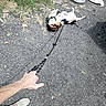 Banjo joined the competition — help win amazing prizes! asphalt, canine, dog, footwear, grass, hand, leash, nature, outdoor, pavement, person, pet, playful, refusal, rolling, shoe, stubborn, summer, sunlight, walking