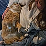 Mufasa joined the competition — help win amazing prizes! blanket, casual, cat, comfort, cozy, cuddling, feline, fur, gold_button, home, indoor, lap, orange_cat, person, pet, relaxing, resting, sleeping_cat, sweater, warm_lighting