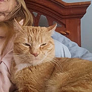 Mufasa is registered to the contest to win money with this photo: animal, bed, cat, closeup, comfort, cozy, domestic, feline, fur, human_hair, indoor, orange_tabby, person_partial, pet, pillow, relaxed, resting, sleepy, whiskers, wooden_headboard