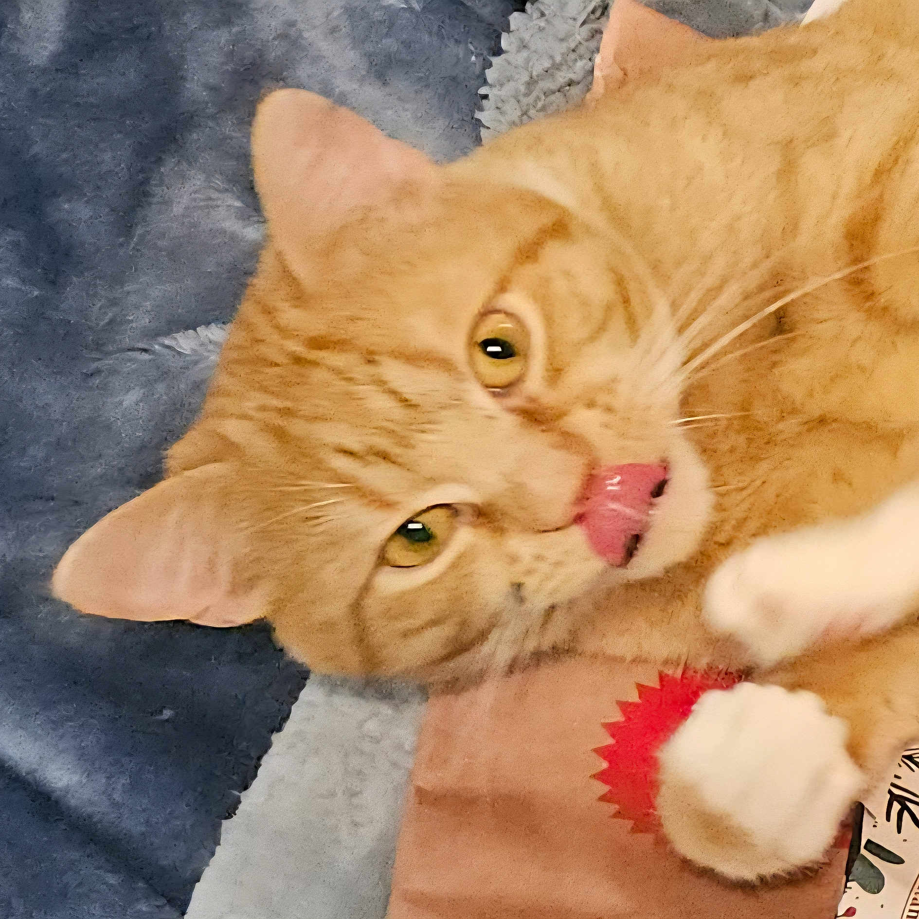 Mufasa is registered to the contest to win money with this photo: cat, orange_tabby, pet, animal, closeup, feline, whiskers, pink_nose, curious_eyes, paws, toy, red_toy, blanket, cozy, indoor, fur, cute, relaxed, playful, domestic_cat