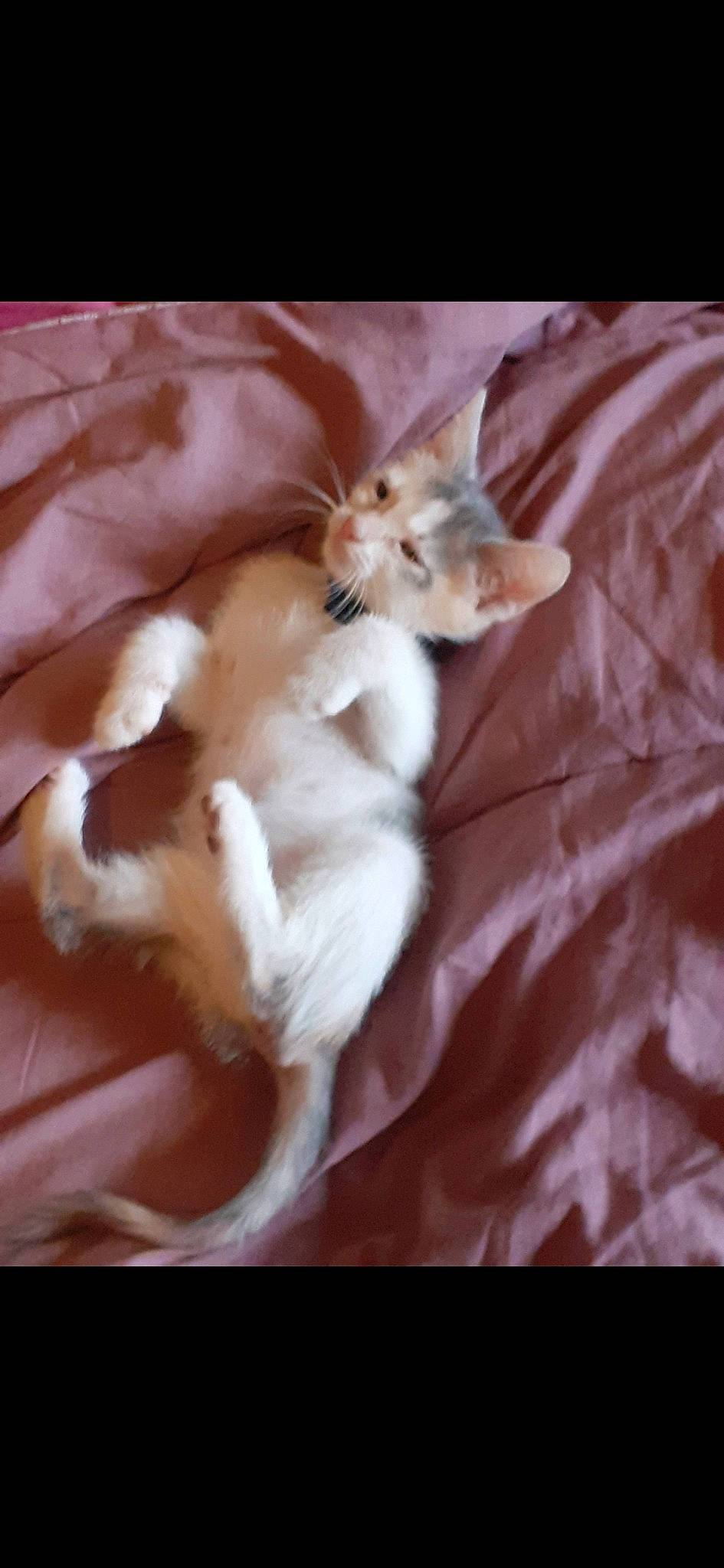 Clochette a rejoint le concours — aidez-le/la à gagner de superbes lots ! bed, bed_sheet, canidae, carnivore, cat, comfort, companion_dog, dog_breed, fawn, felidae, fur, gesture, linens, paw, room, small_to_medium_sized_cats, sporting_group, tail, whiskers, wood