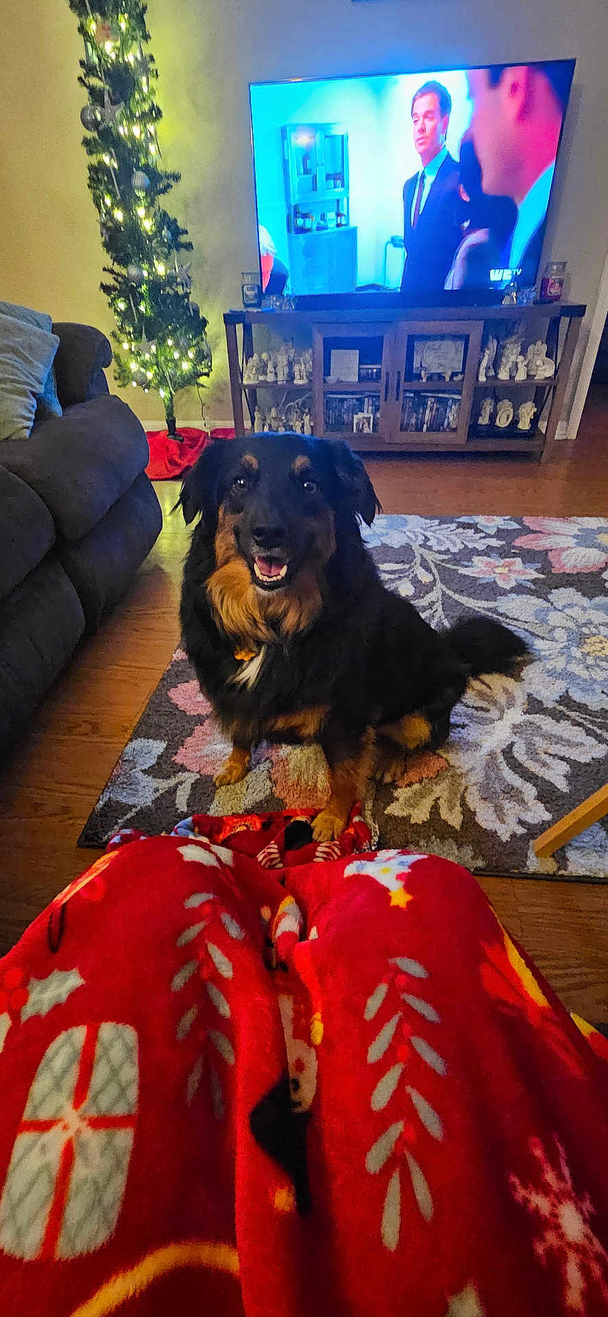 Taz is registered to the contest to win money with this photo: blanket, canine, christmas_tree, couch, cozy, decorations, dog, furniture, happy, holiday, indoor, lights, living_room, pattern, person_on_tv, pet, rug, smiling, television, wooden_floor