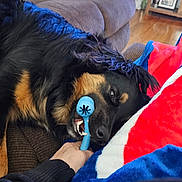 Taz joined the competition — help win amazing prizes! animal, black_dog, blanket, brown_furniture, chew_toy, couch, cozy, dog, fur, hand, home, indoor, person, pet, playful, relaxed, shelf, tan_dog, toy, wood_floor