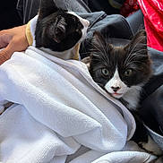 Mazgoof joined the competition — help win amazing prizes! kitten, cat, black_and_white, towel, lap, animal, pet, fur, cute, whiskers, eyes, face, resting, indoor, cozy, soft, comfort, human_hand, clothing, car_interior