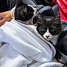 kitten, cat, black_and_white, towel, lap, animal, pet, fur, cute, whiskers, eyes, face, resting, indoor, cozy, soft, comfort, human_hand, clothing, car_interior