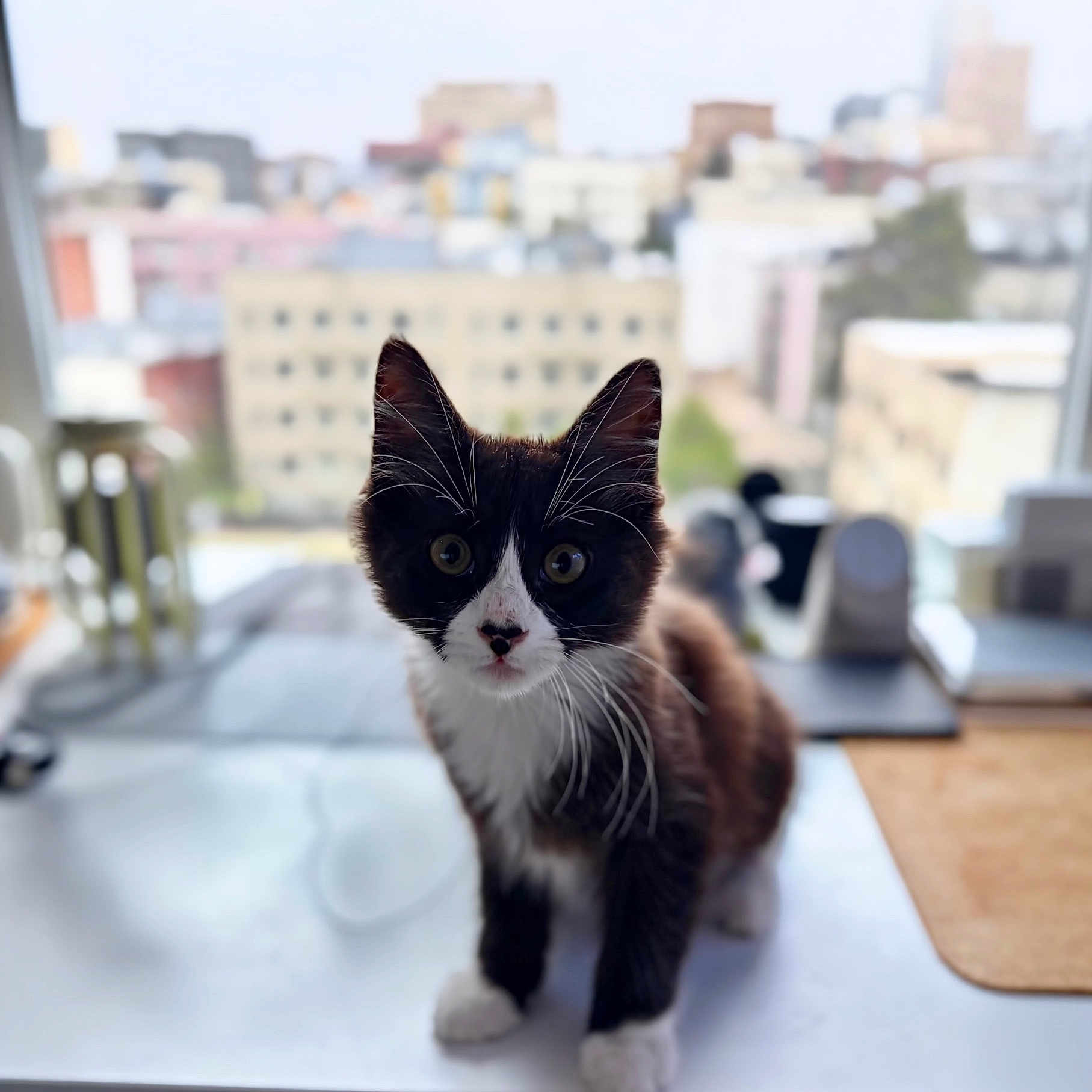 Mazgoof is registered to the contest to win money with this photo: kitten, cat, black_and_white, whiskers, window, windowsill, cityscape, blurred_background, indoor, curious, pet, young, feline, animal, small, cute, portrait, closeup, domestic, looking