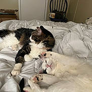 Pixel is registered to the contest to win money with this photo: cat, bed, blanket, white, feline, indoor, relaxing, stretching, fur, paw, domestic_animal, sleepy, home, resting, two_cats, tabby_cat, white_cat, cozy, soft, comfort
