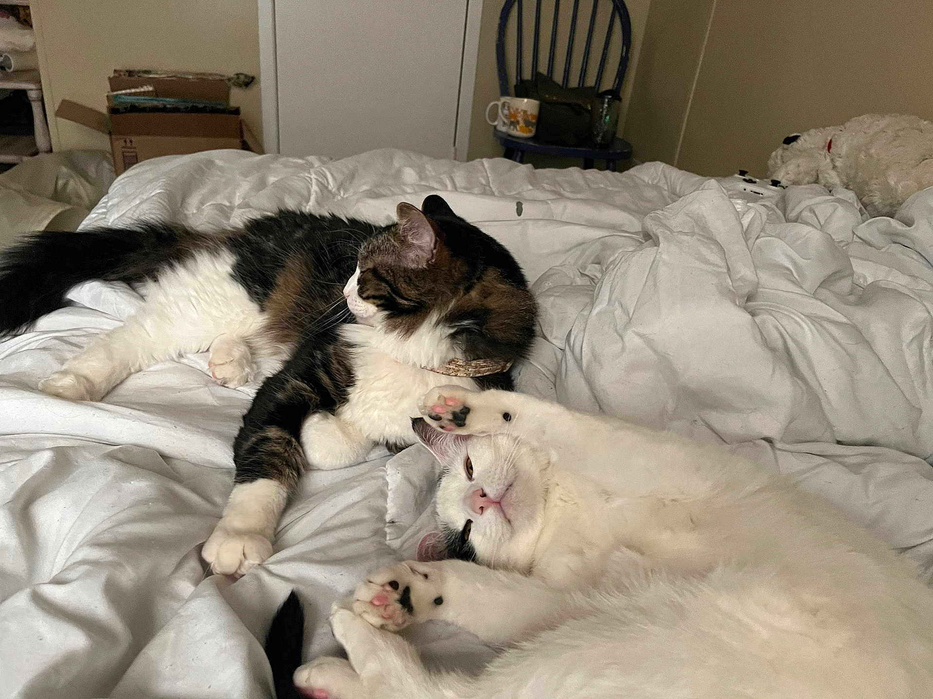 Pixel is registered to the contest to win money with this photo: cat, bed, blanket, white, feline, indoor, relaxing, stretching, fur, paw, domestic_animal, sleepy, home, resting, two_cats, tabby_cat, white_cat, cozy, soft, comfort
