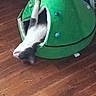 cat, pet_bed, green, wooden_floor, stretching, cozy, indoor, feline, animal, relaxing, paws, head, fur, black_and_white, home, cute, sleeping_spot, resting, comfy, playful