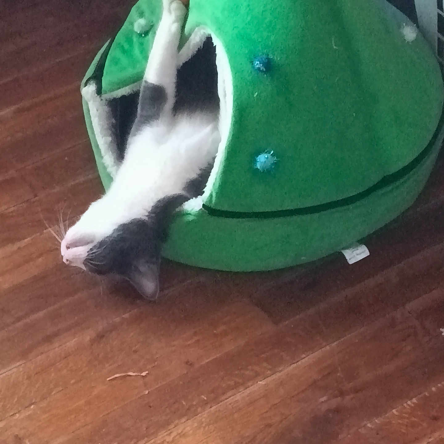 Oscar
