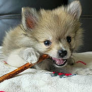 Kobe joined the competition — help win amazing prizes! animal, blanket, brown, chewing, cozy, cute, dog, ears, fluffy, fur, indoor, nose, pet, playful, puppy, small, stick, teeth, white, young