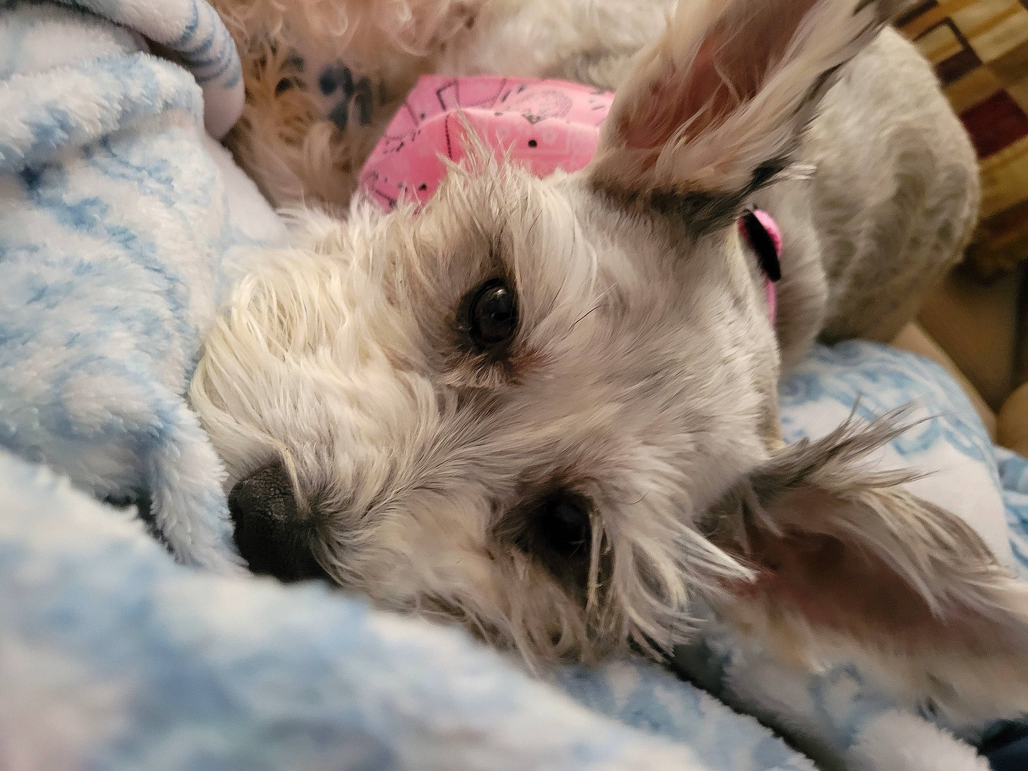 Parker joined the competition — help win amazing prizes! canidae, carnivore, companion_dog, dog, dog_breed, dog_supply, fawn, fur, maltepoo, non_sporting_group, plush, puppy, small_terrier, snout, sporting_group, stuffed_toy, terrier, toy, toy_dog, working_animal