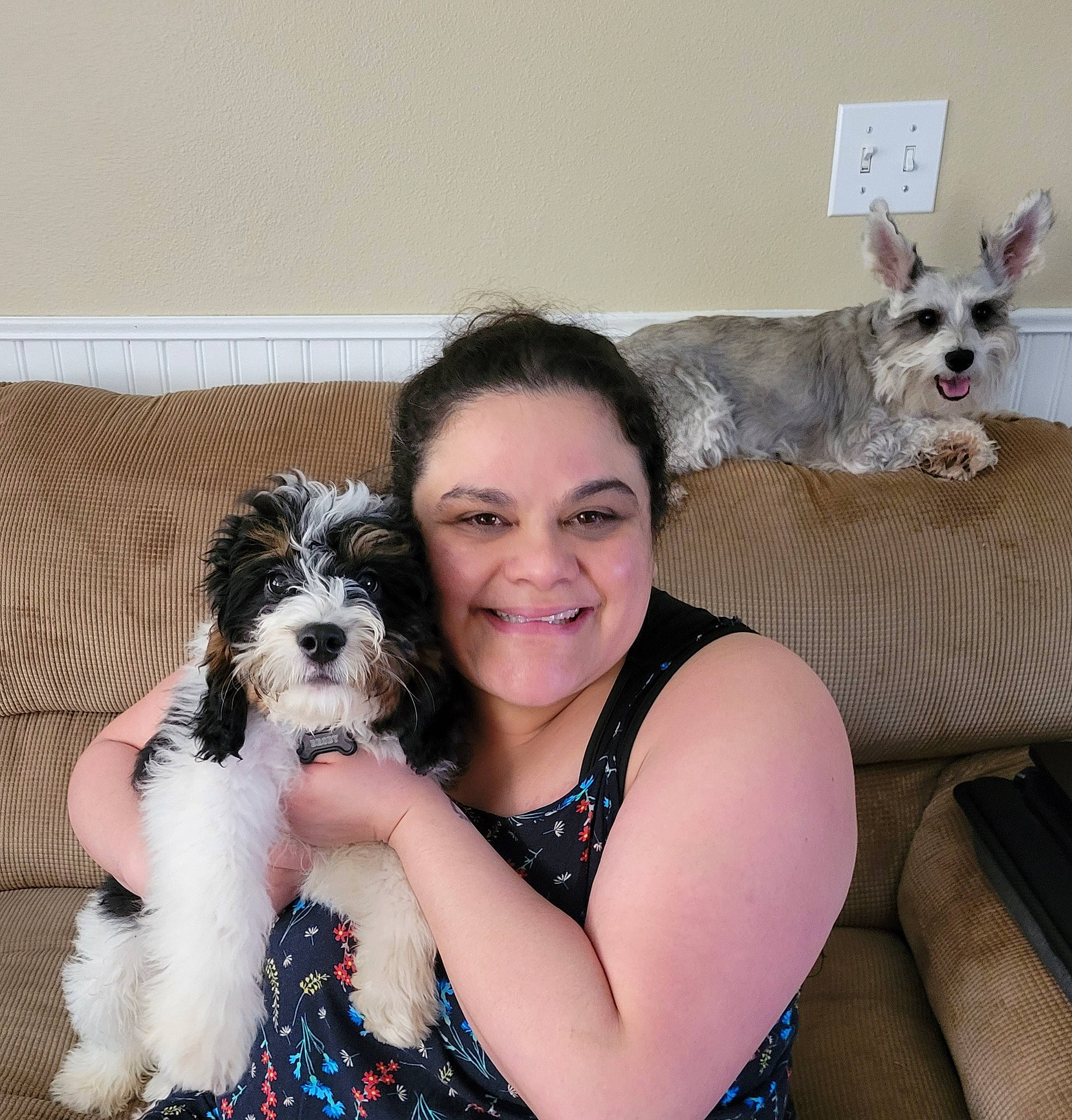 Parker joined the competition — help win amazing prizes! canidae, carnivore, comfort, companion_dog, couch, dog, dog_breed, dog_supply, eyewear, fawn, fur, happy, mammal, pattern, sitting, smile, snout, sporting_group, toy_dog, working_animal